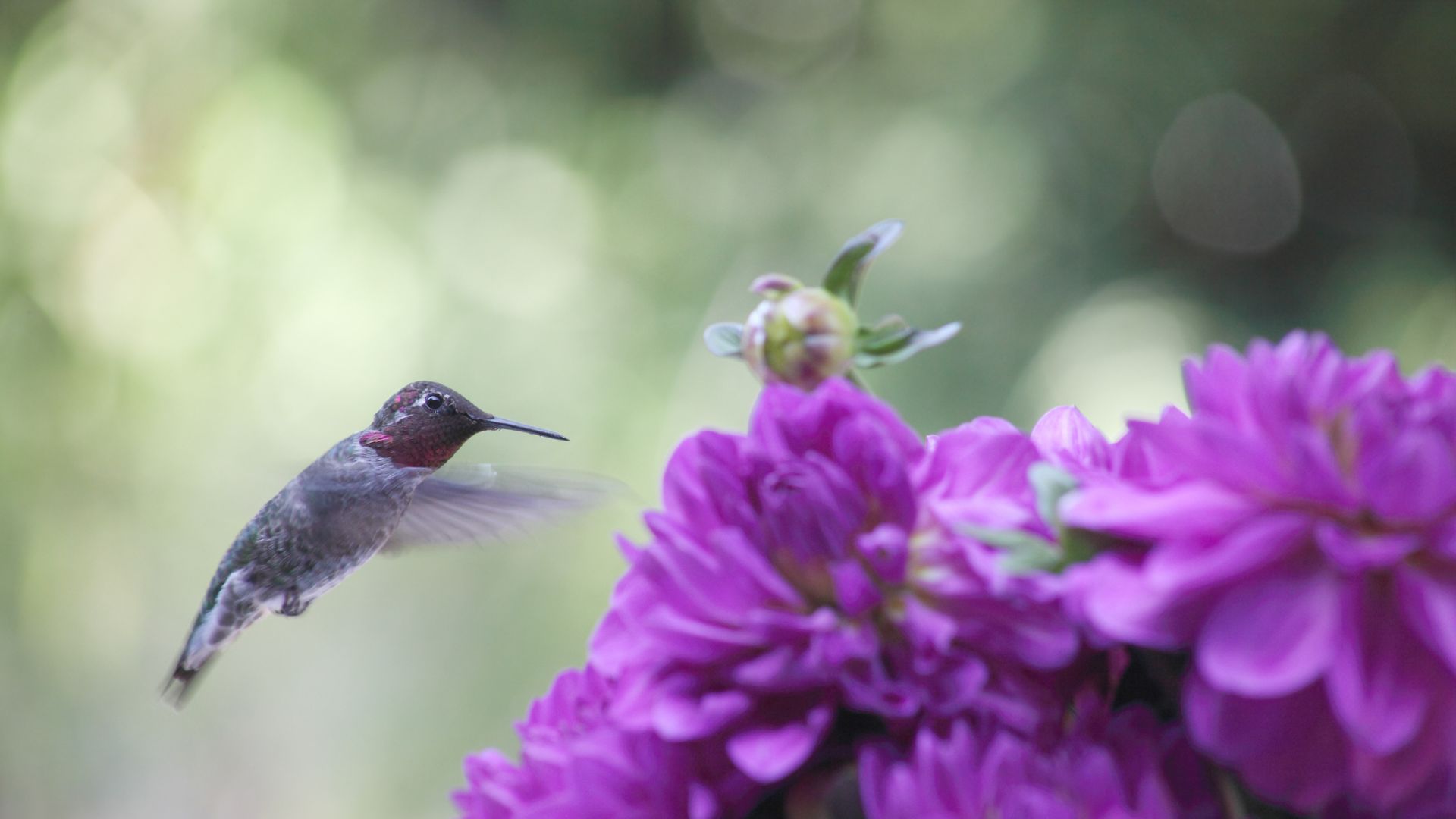 Plant Dahlias For A Garden Full Of Color And Hummingbirds