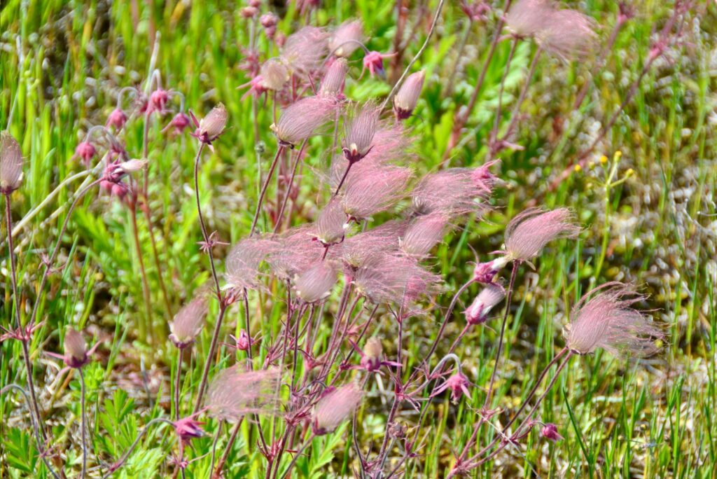 Prairie Smoke