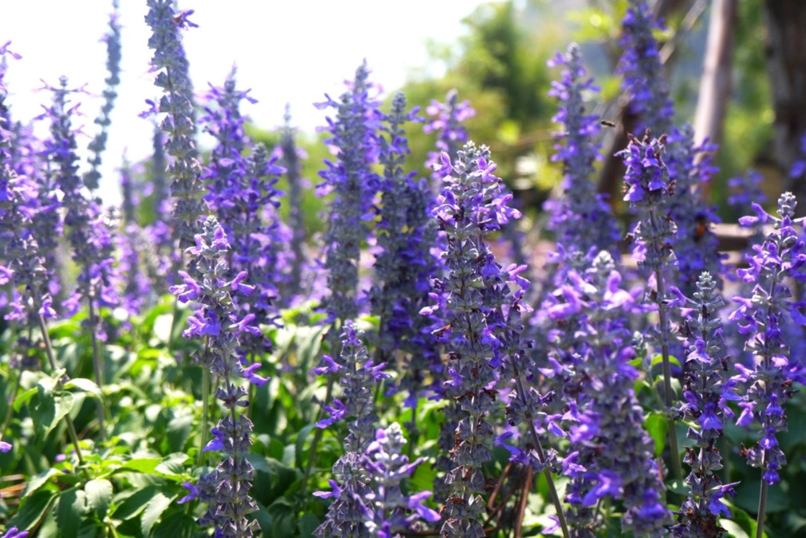 Pretty violet flower field