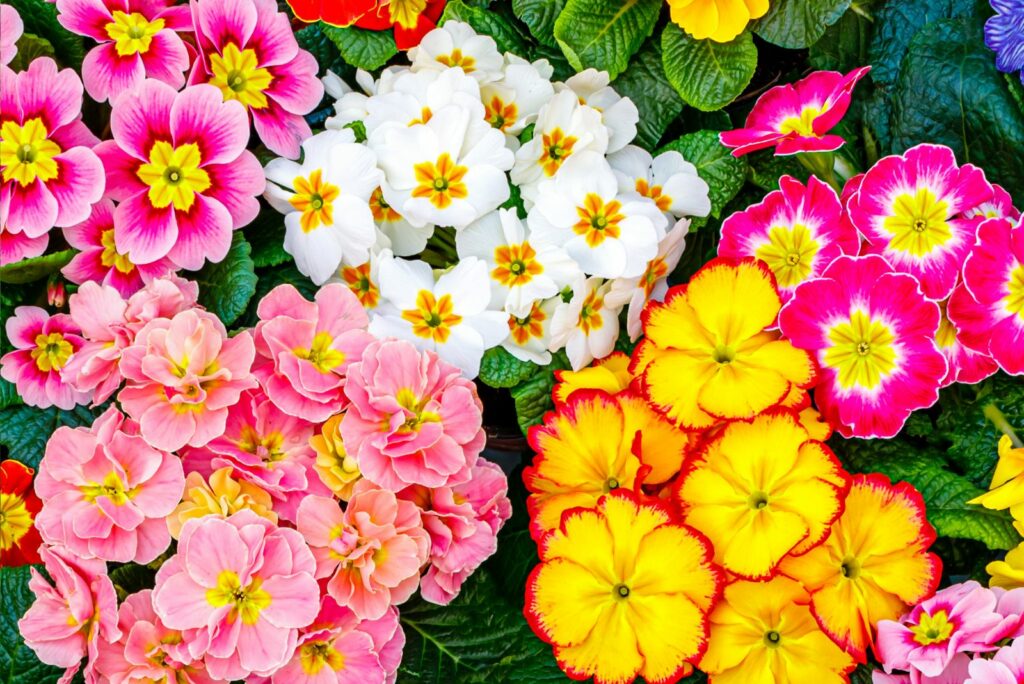 Primrose Primula Vulgaris blossom