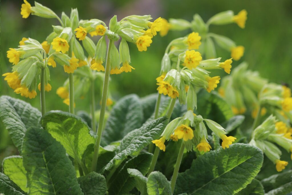 Primula veris, common cowslip