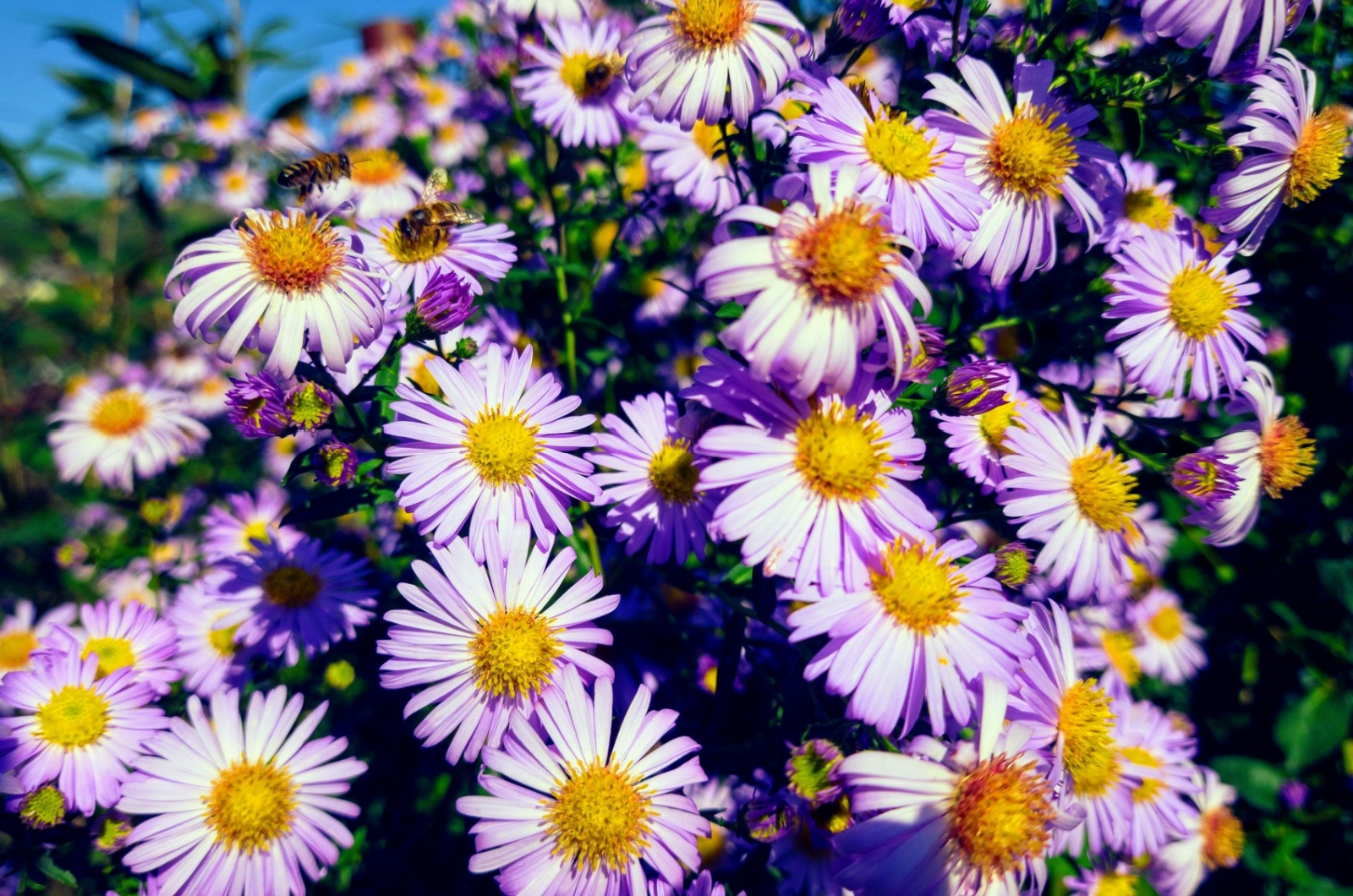 Purple Aster