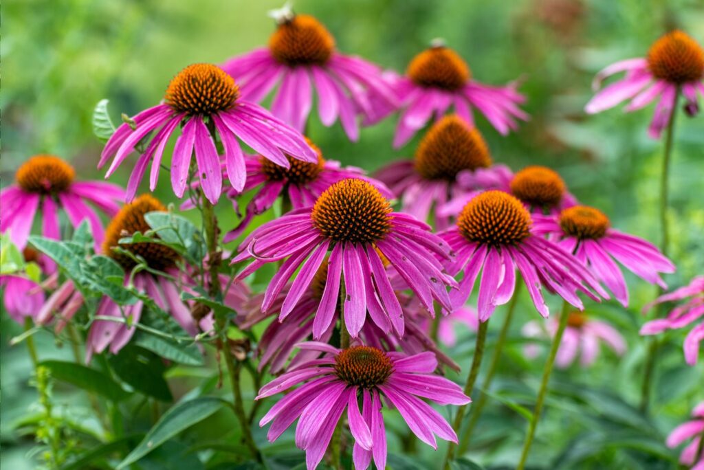 Purple Coneflower