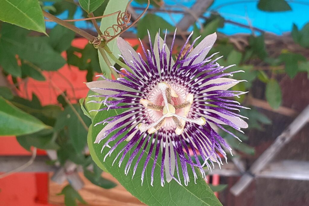 Purple Passionflower is a Passifloraceae family flowering plant