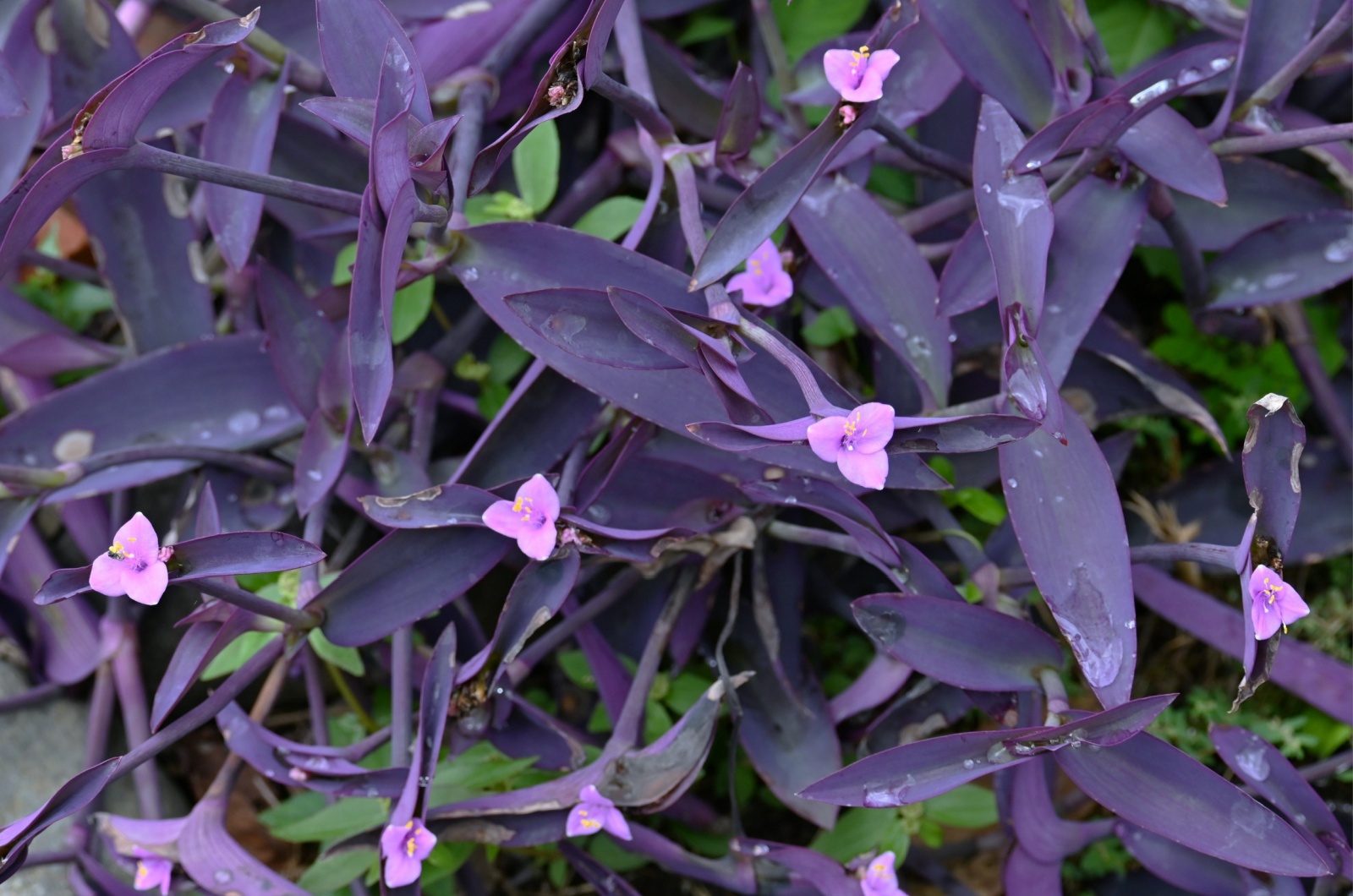 Purple Plant