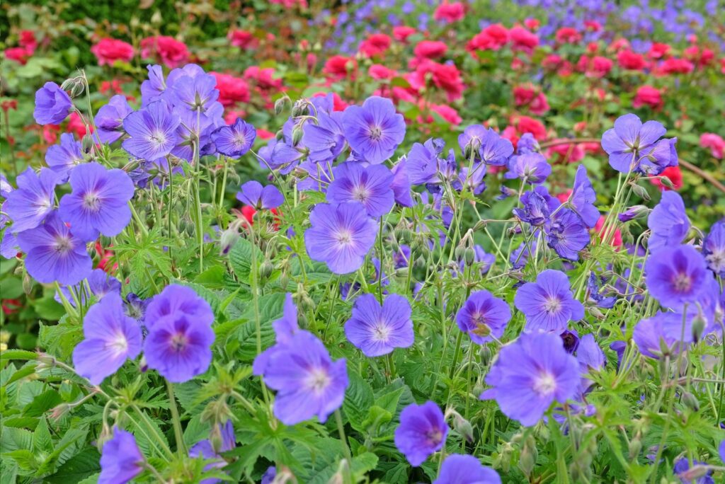 Purple hardy geranium cranesbill