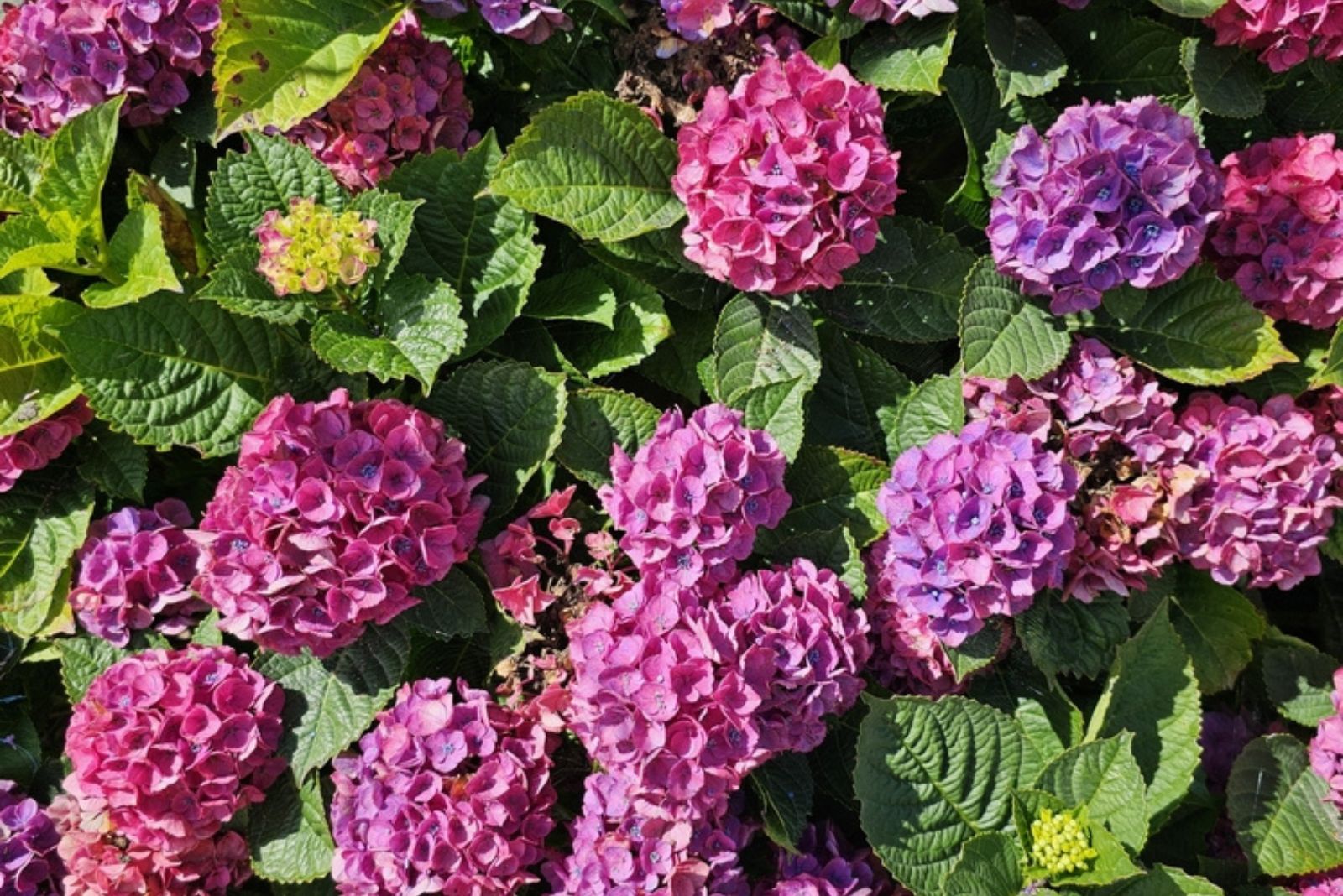 purple nad pink hydrangea flowers