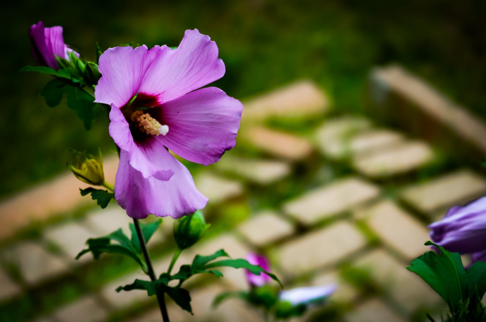 Purple rose of sharon