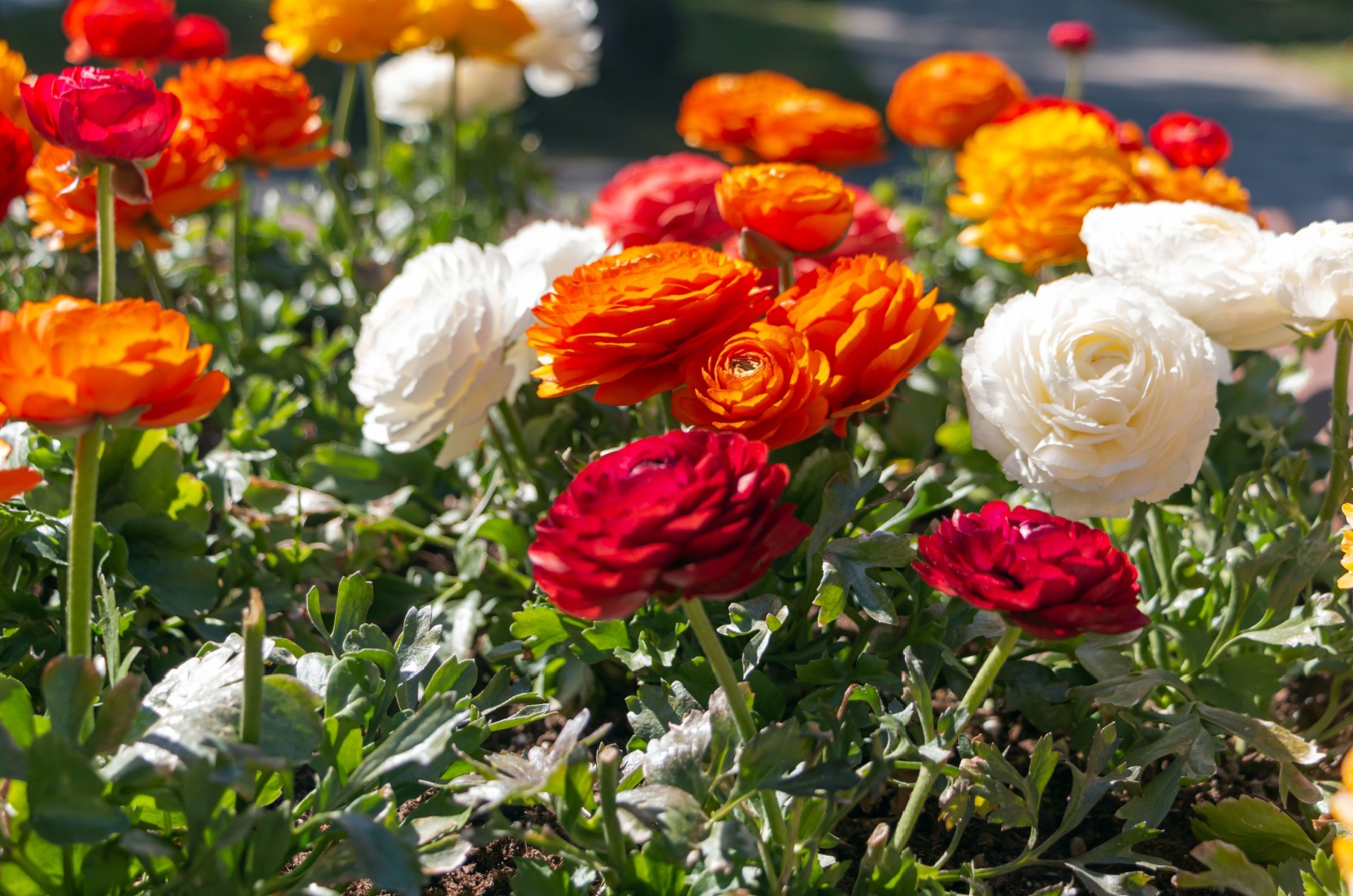 Ranunculus