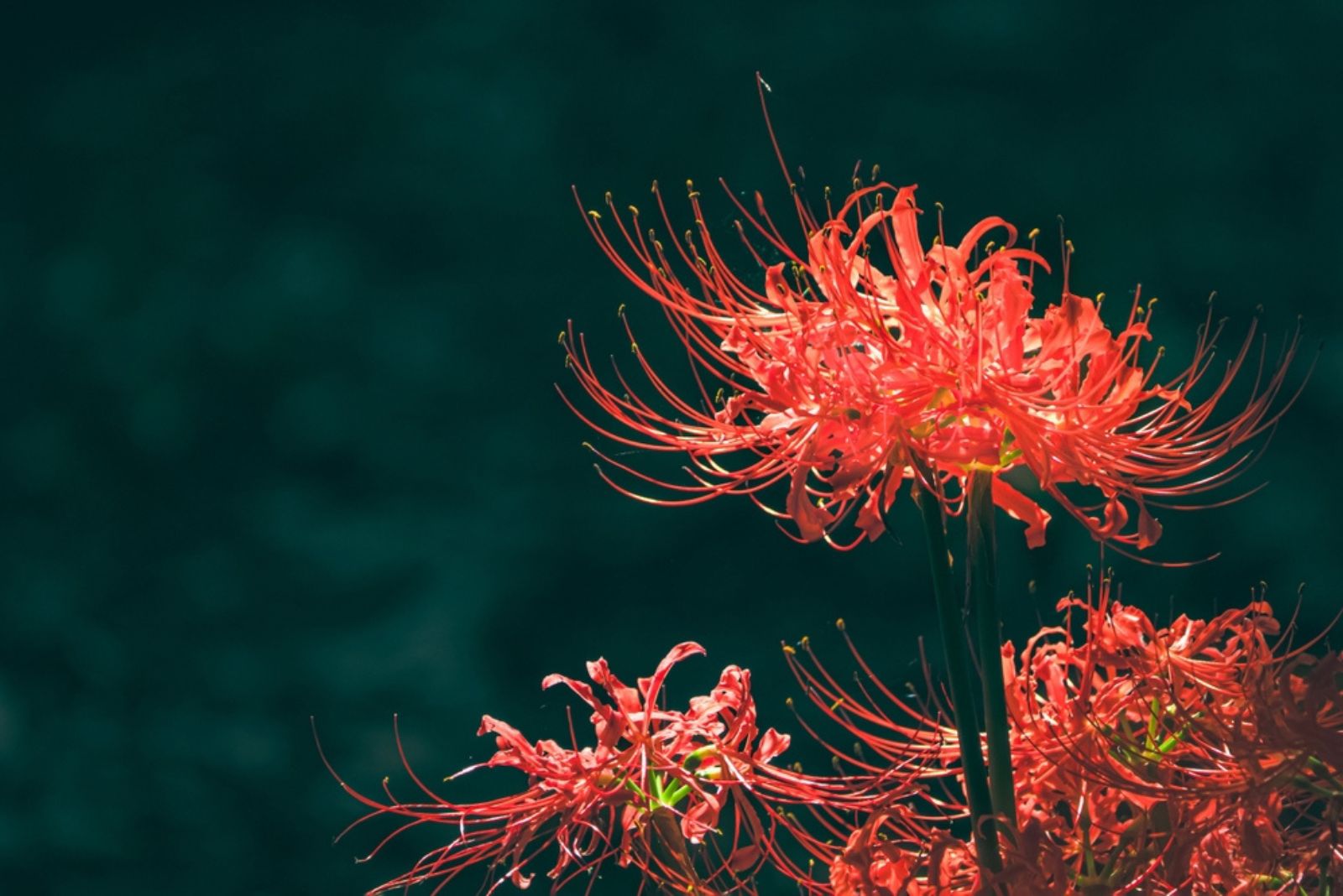 Red spider flower