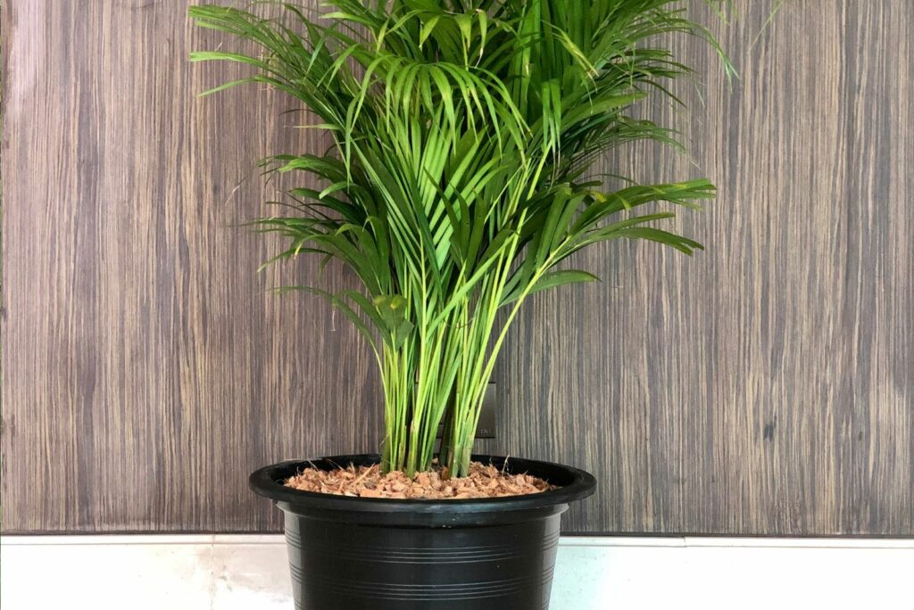 Reed Palm in a pot