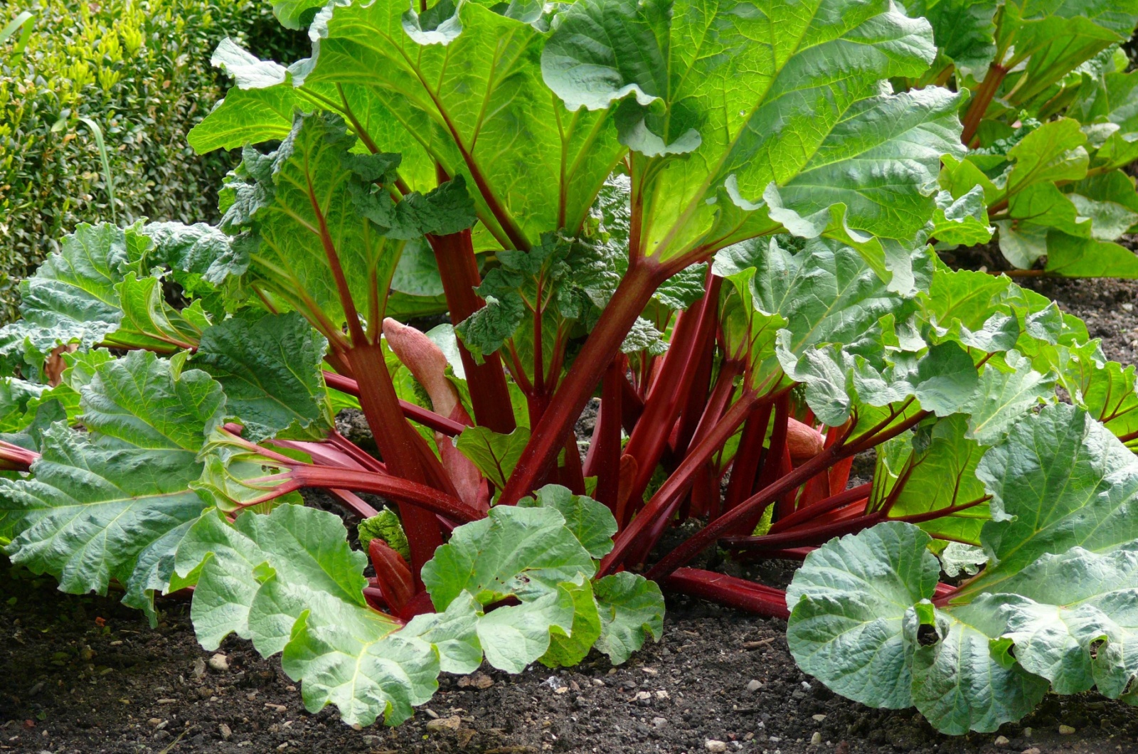 Rhubarb