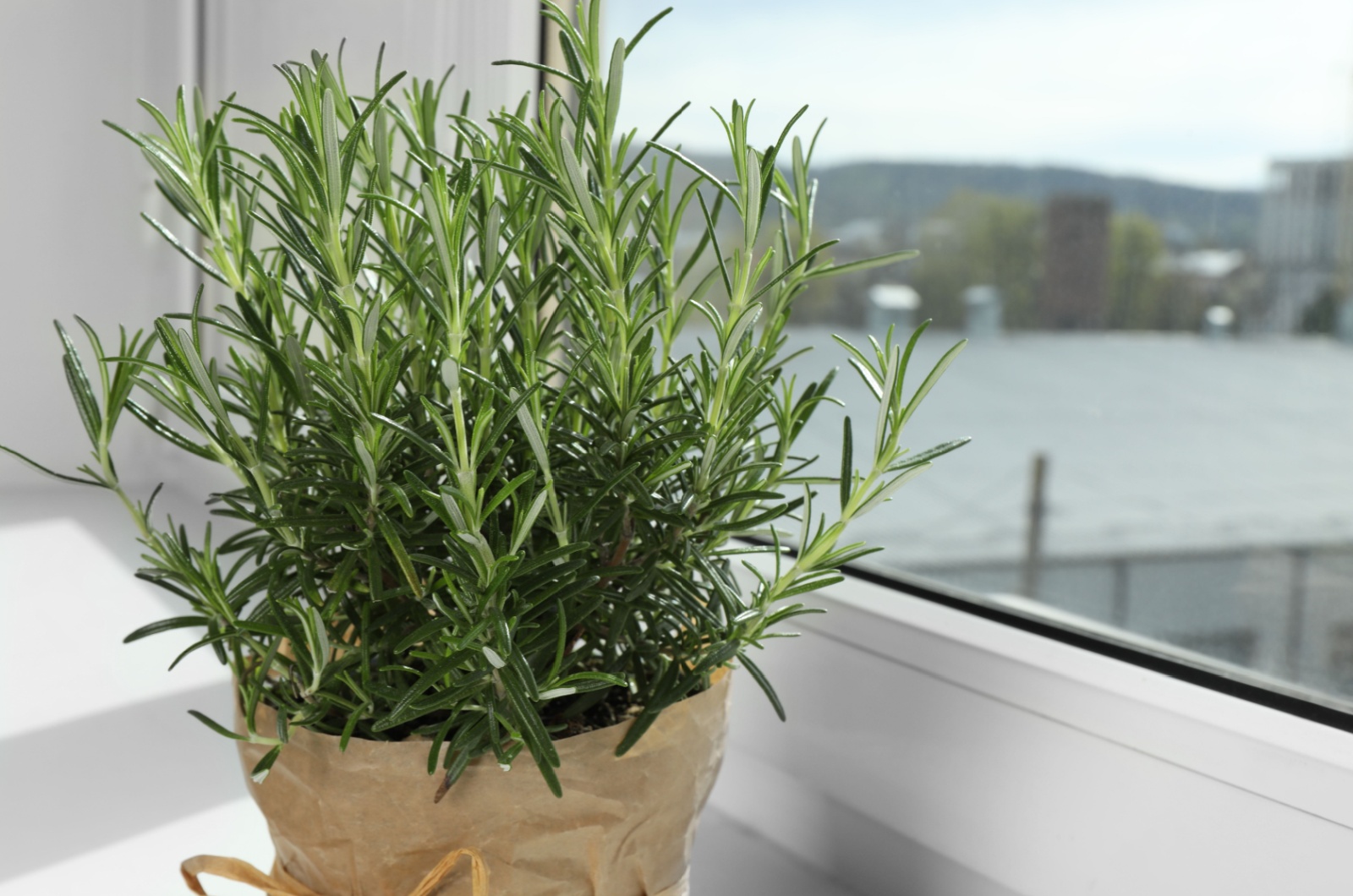 Rosemary in a pot