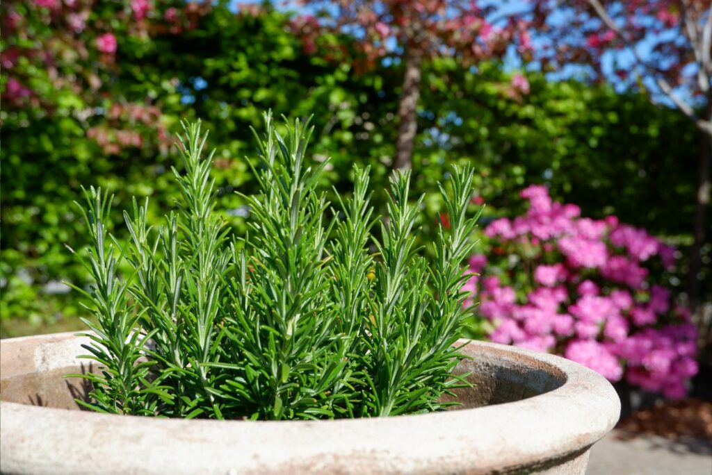 Rosemary in a white large pot