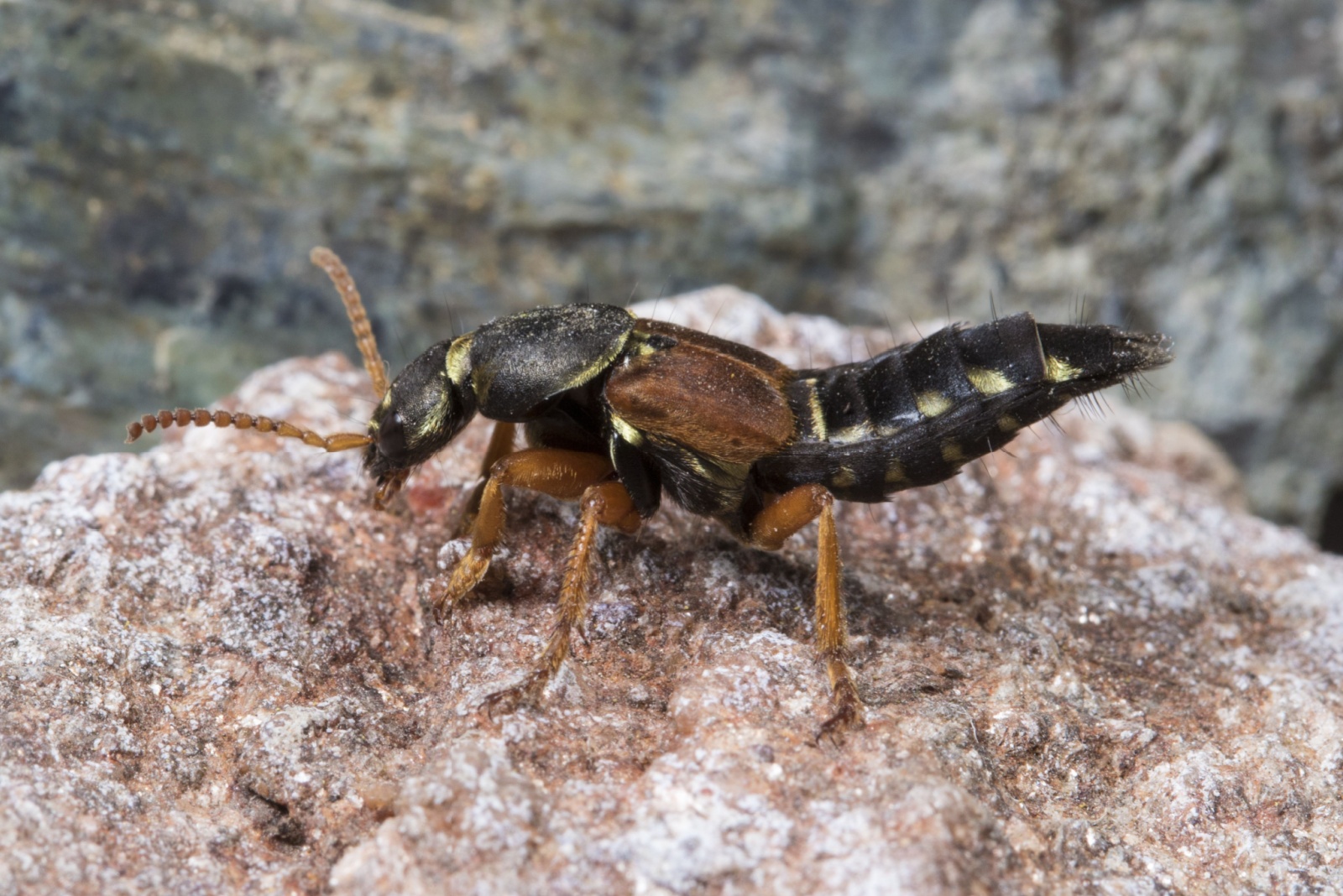 Rove beetle