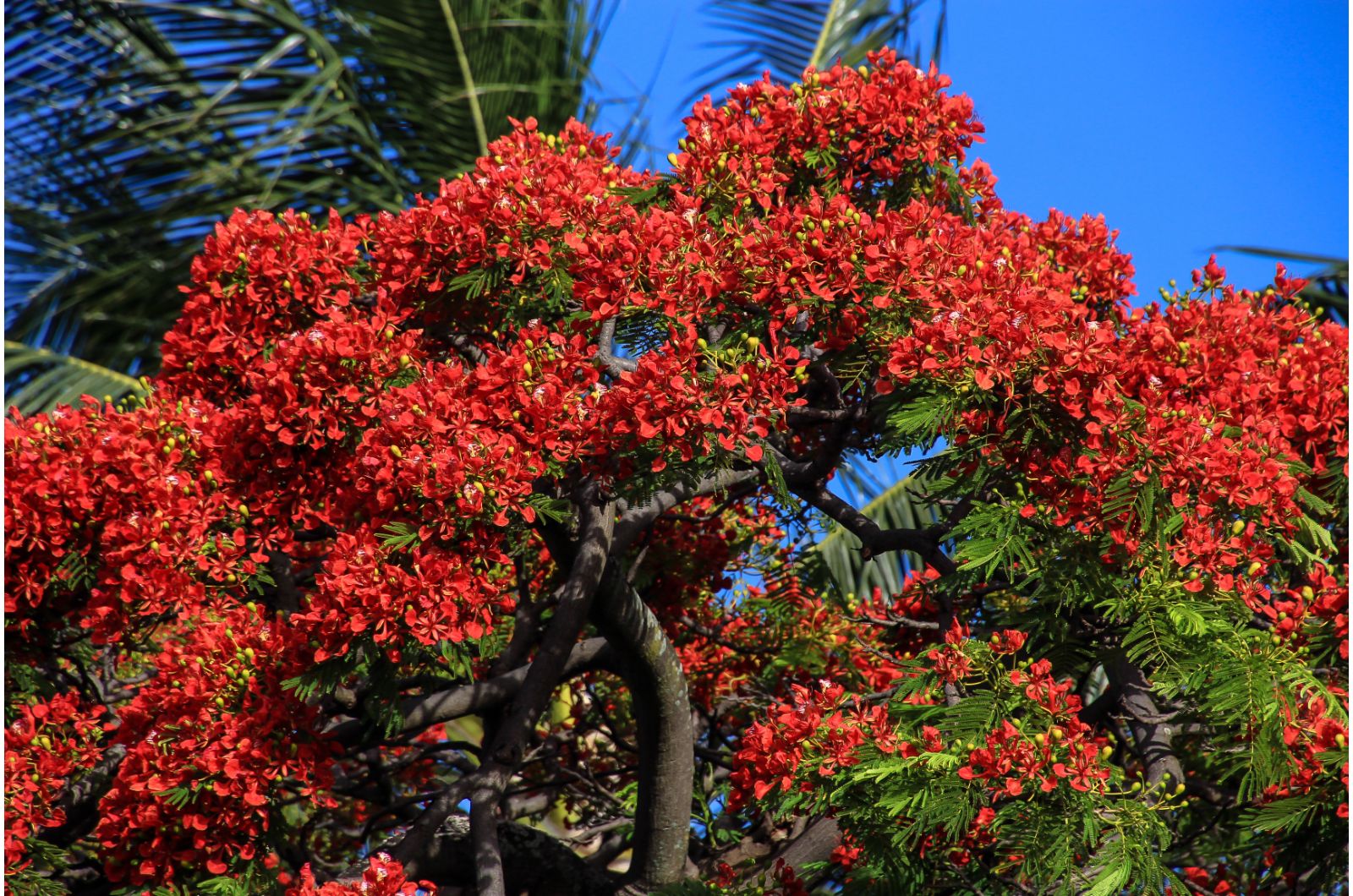 Royal Poinciana