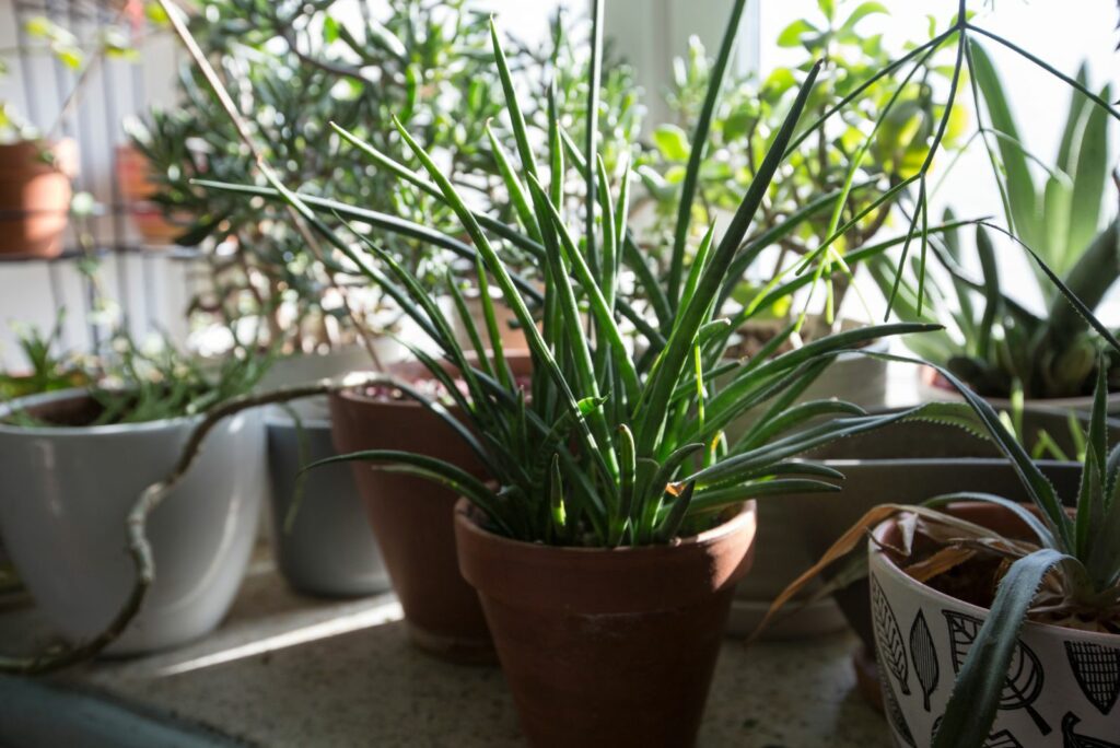 Sansevieria Bacularis micado