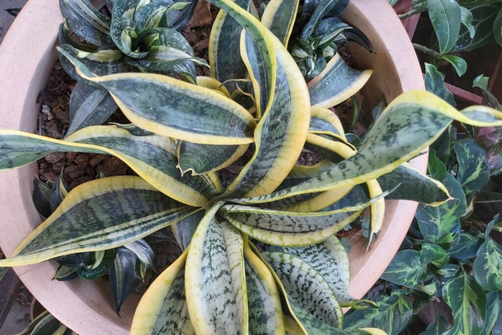 Sansevieria Trifasciata Twisted Sister in a pot