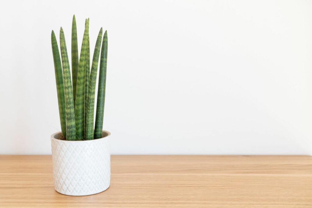 Sansevieria cylindrica against white background