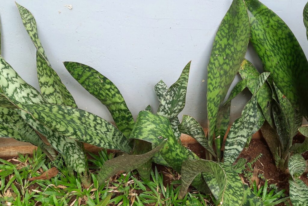 Sansevieria hyacinthoides