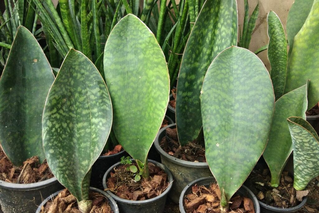 Sansevieria masoniana variegated