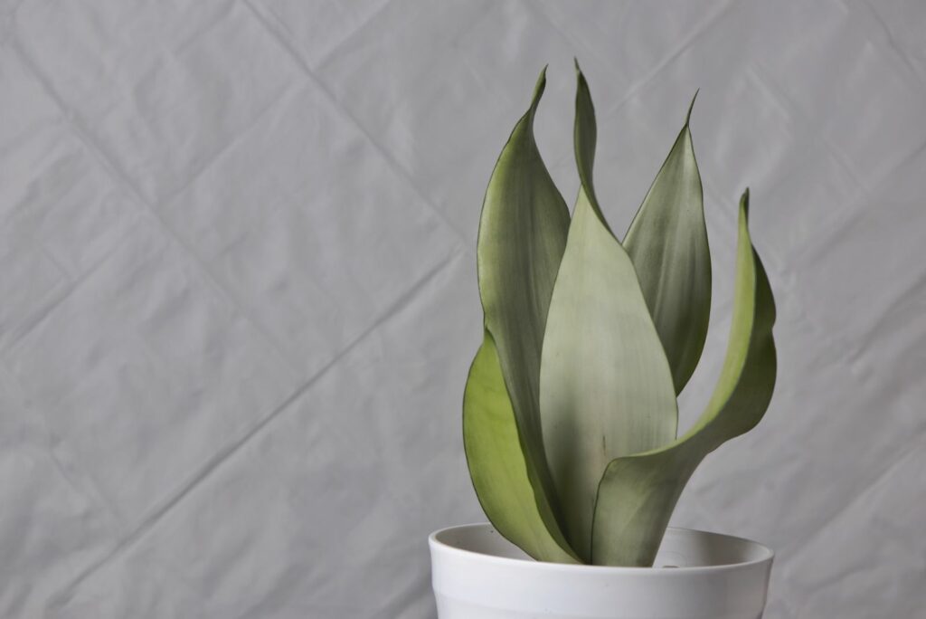 Sansevieria moonshine isolated on white