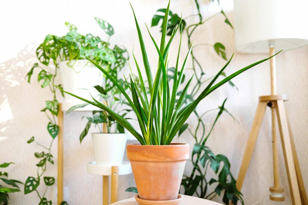 Sansevieria parva in a brown pot