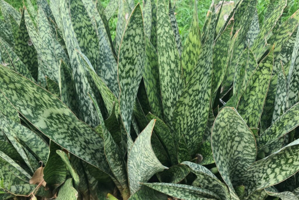 Sansevieria zeylanica