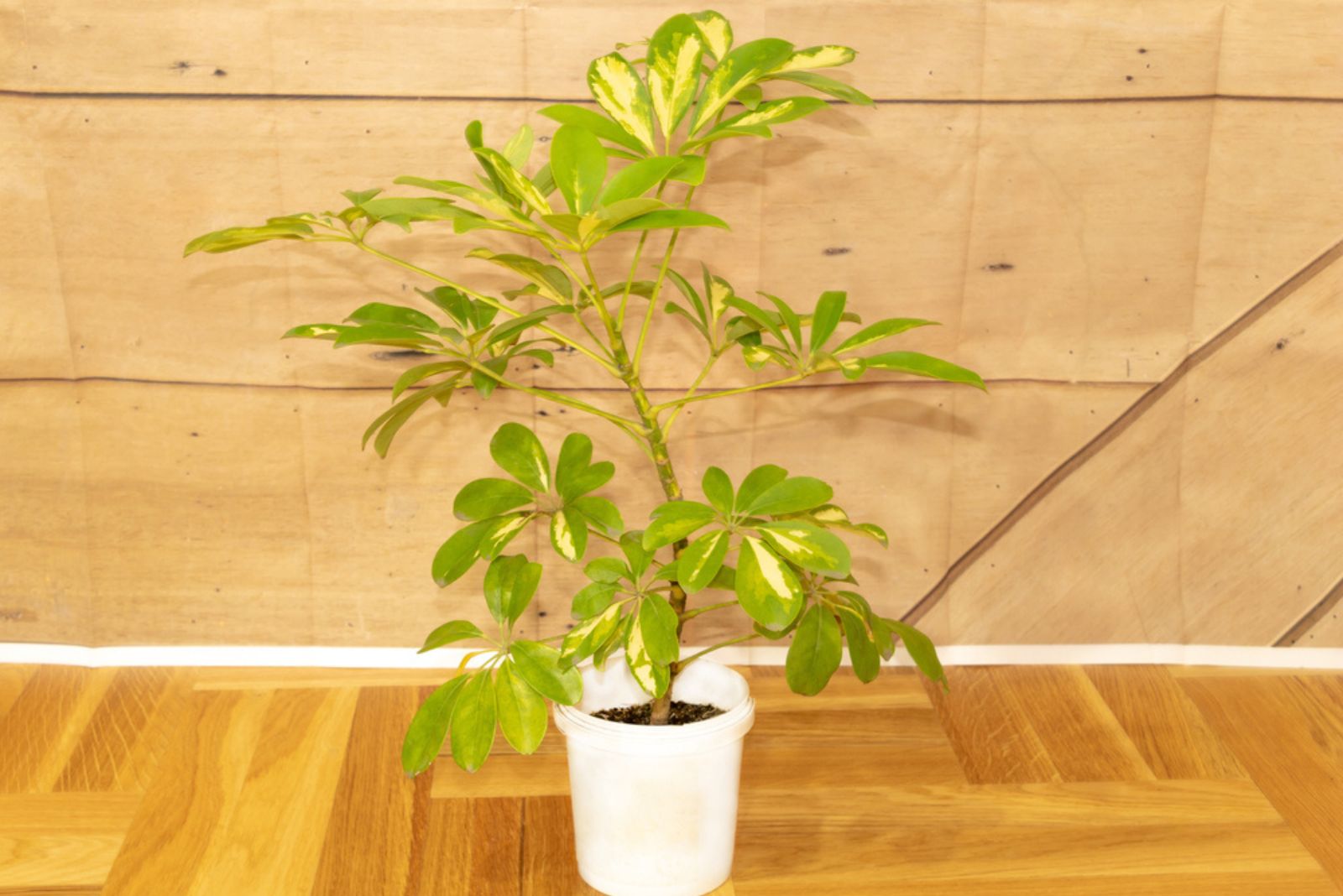 Schefflera plant indoor with healtly leaves