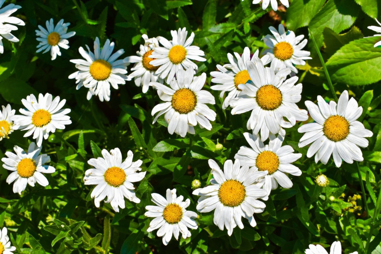 Shasta Daisy