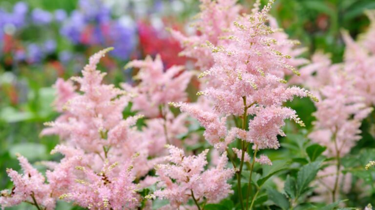 Astilbe plant