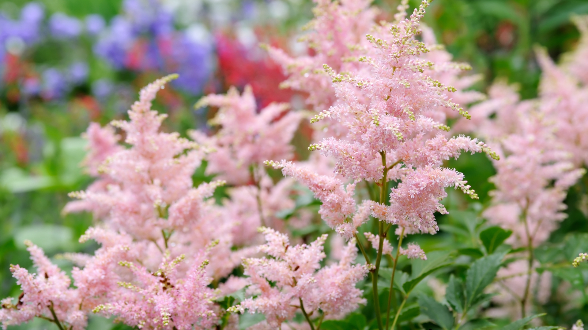 Should You Prune Your Astilbe In The Fall Or Is It Better To Wait Until Late Winter? 