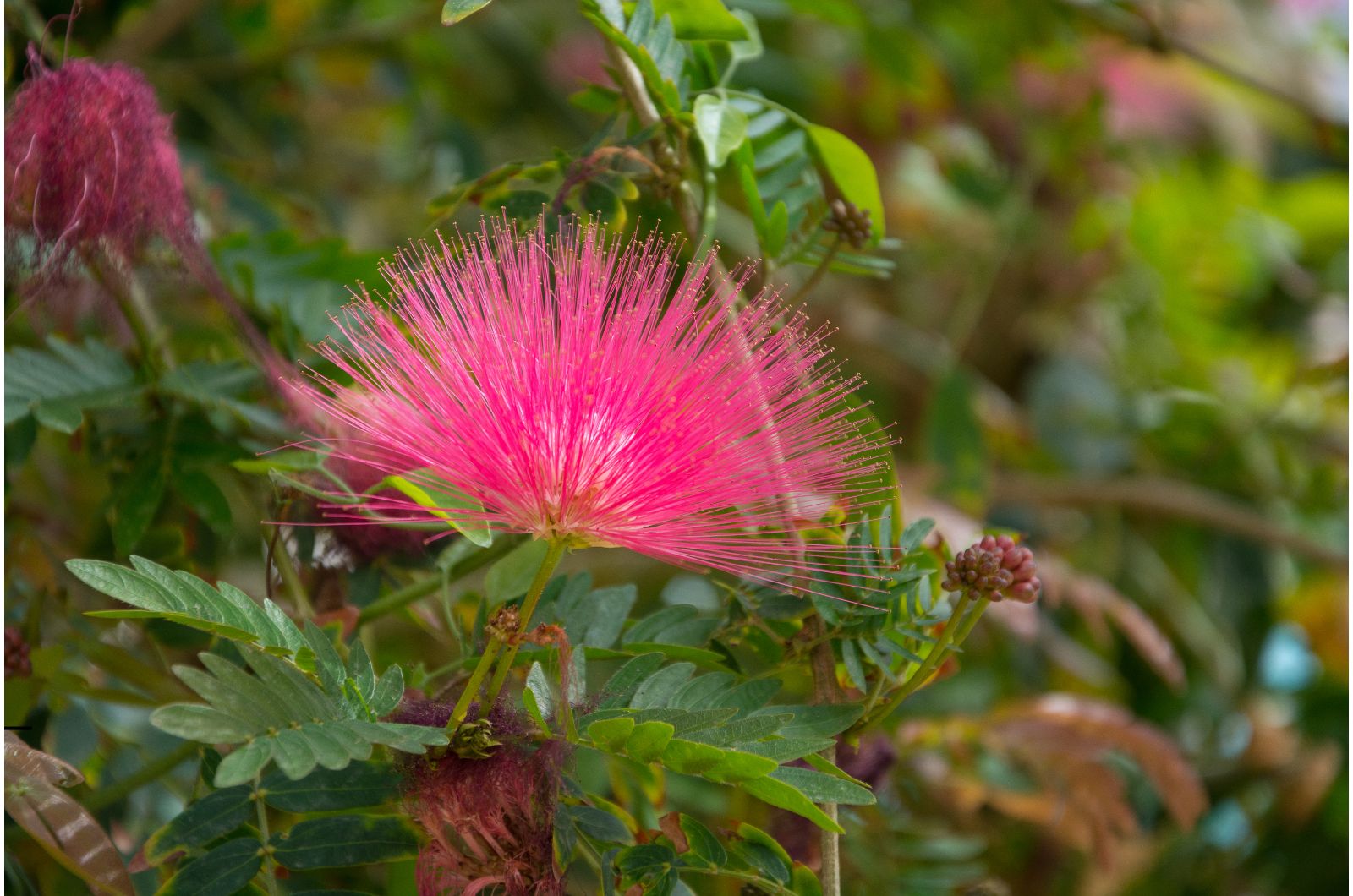 Silk Tree