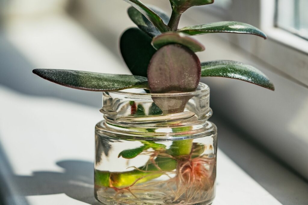 Small succulent plant with visible roots growing in a glass jar