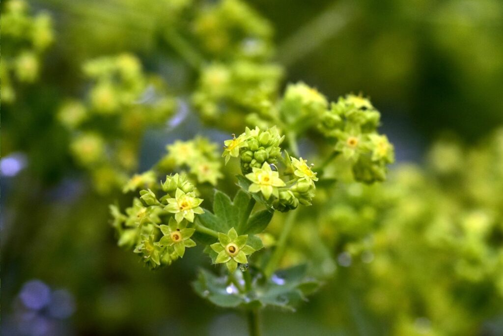 Small yellow lady's mantle flowers