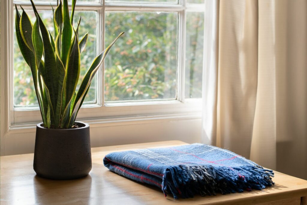 Snake plant and a cozy blanket in a beautifully designed home