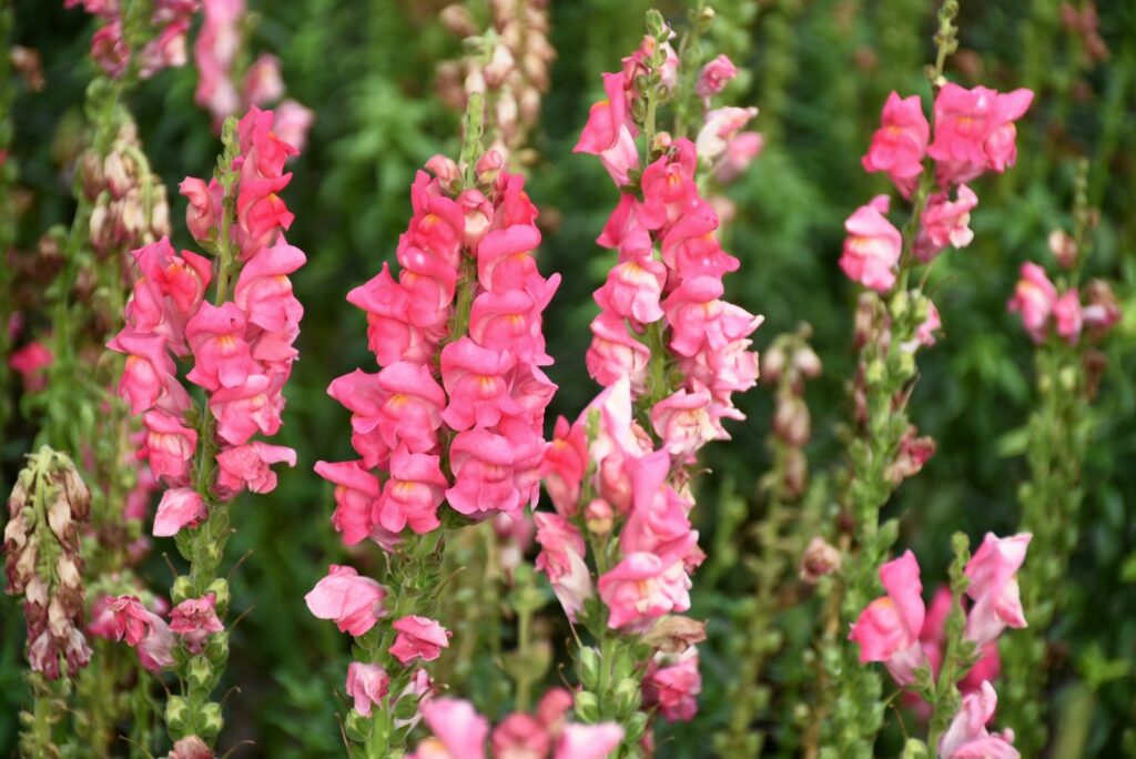 Snapdragon flower in the garden