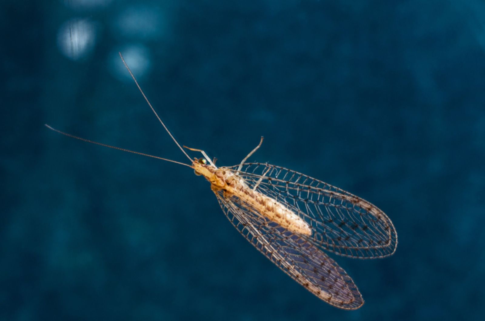 soft-bodied aphid