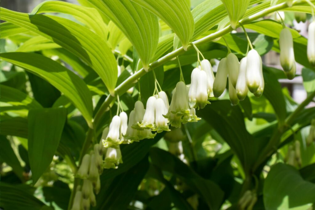 Solomon's Seal flower