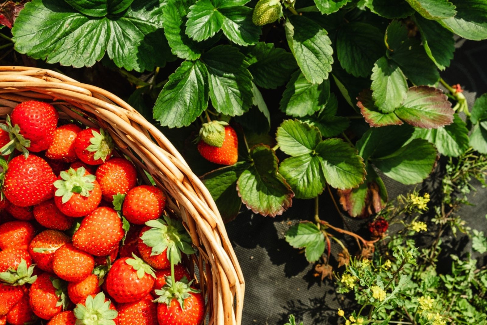 Strawberries in Basket