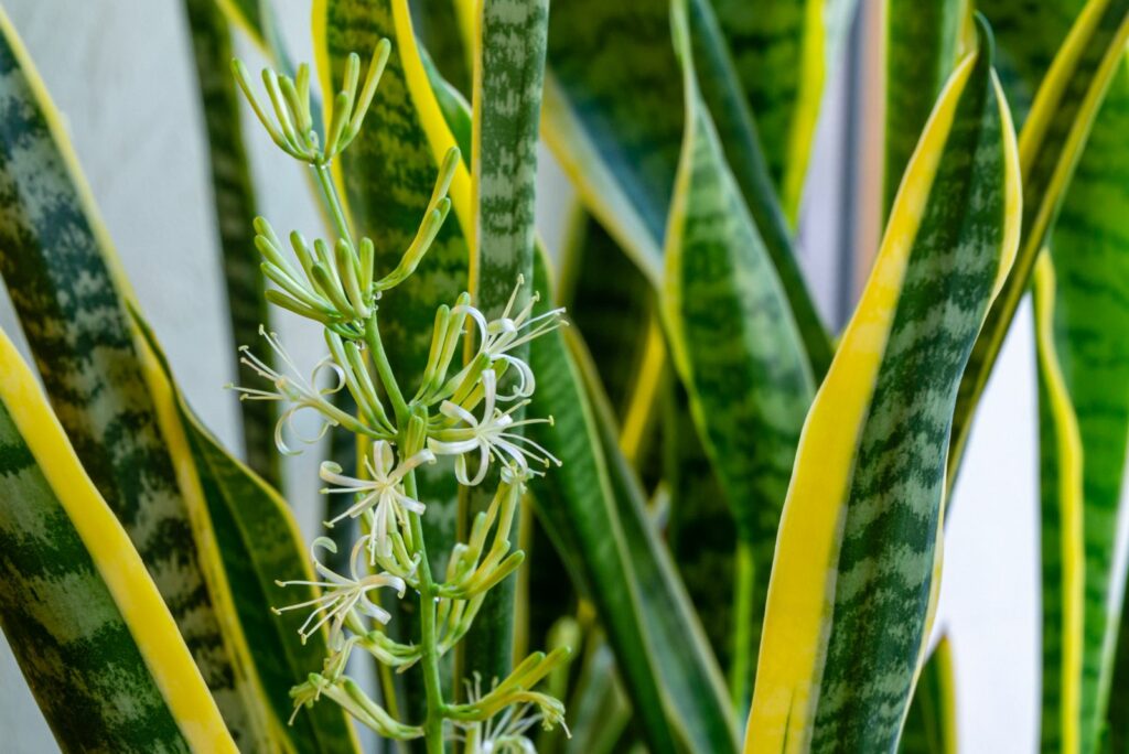 Striped leaves and flower of Sansevieria trifasciata