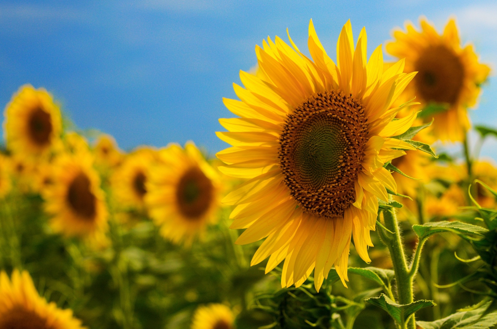 Sunflowers