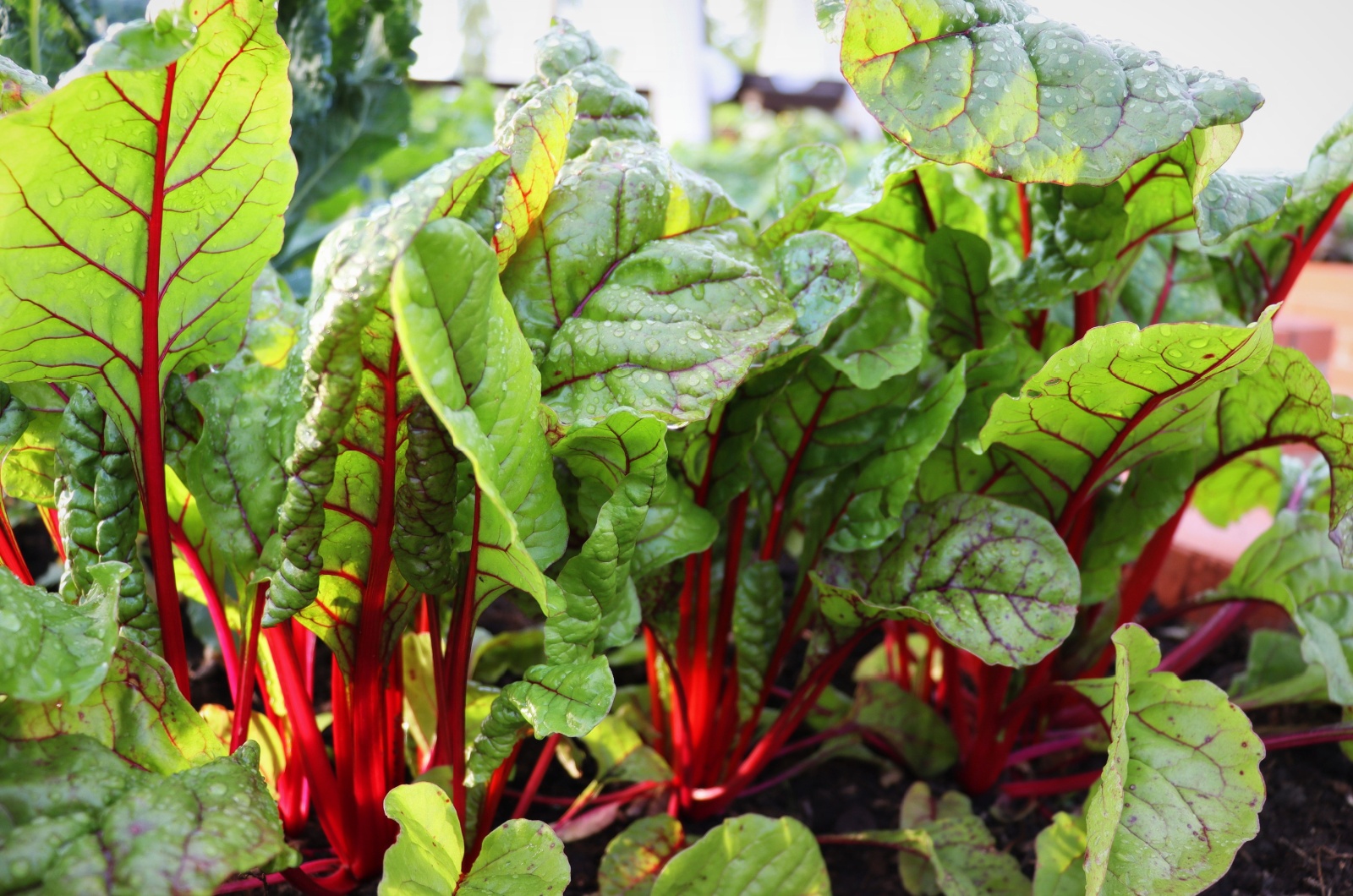 Swiss Chard