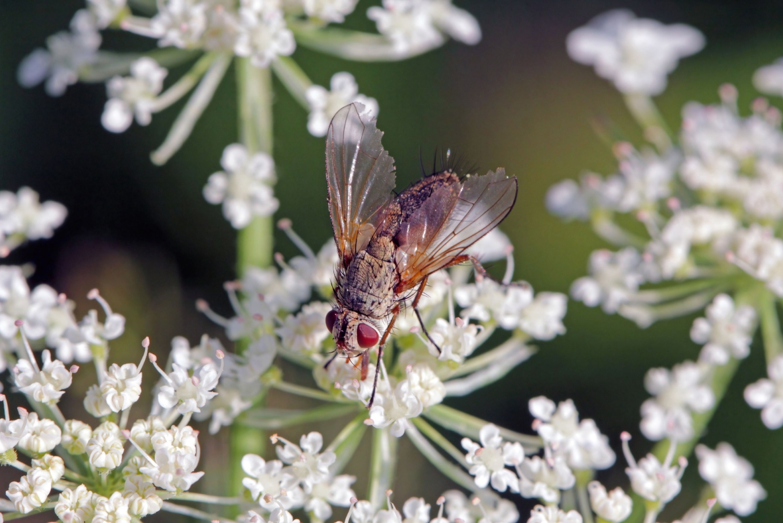 Tachinid fly