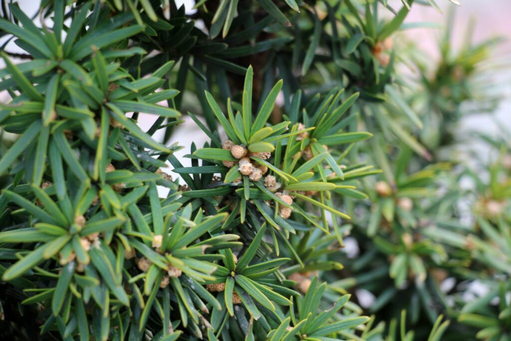 The evergreen columnar dense shrub of the middle yew