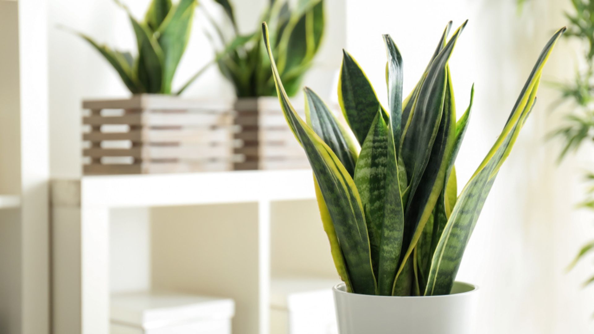 snake plant in a pot indoors