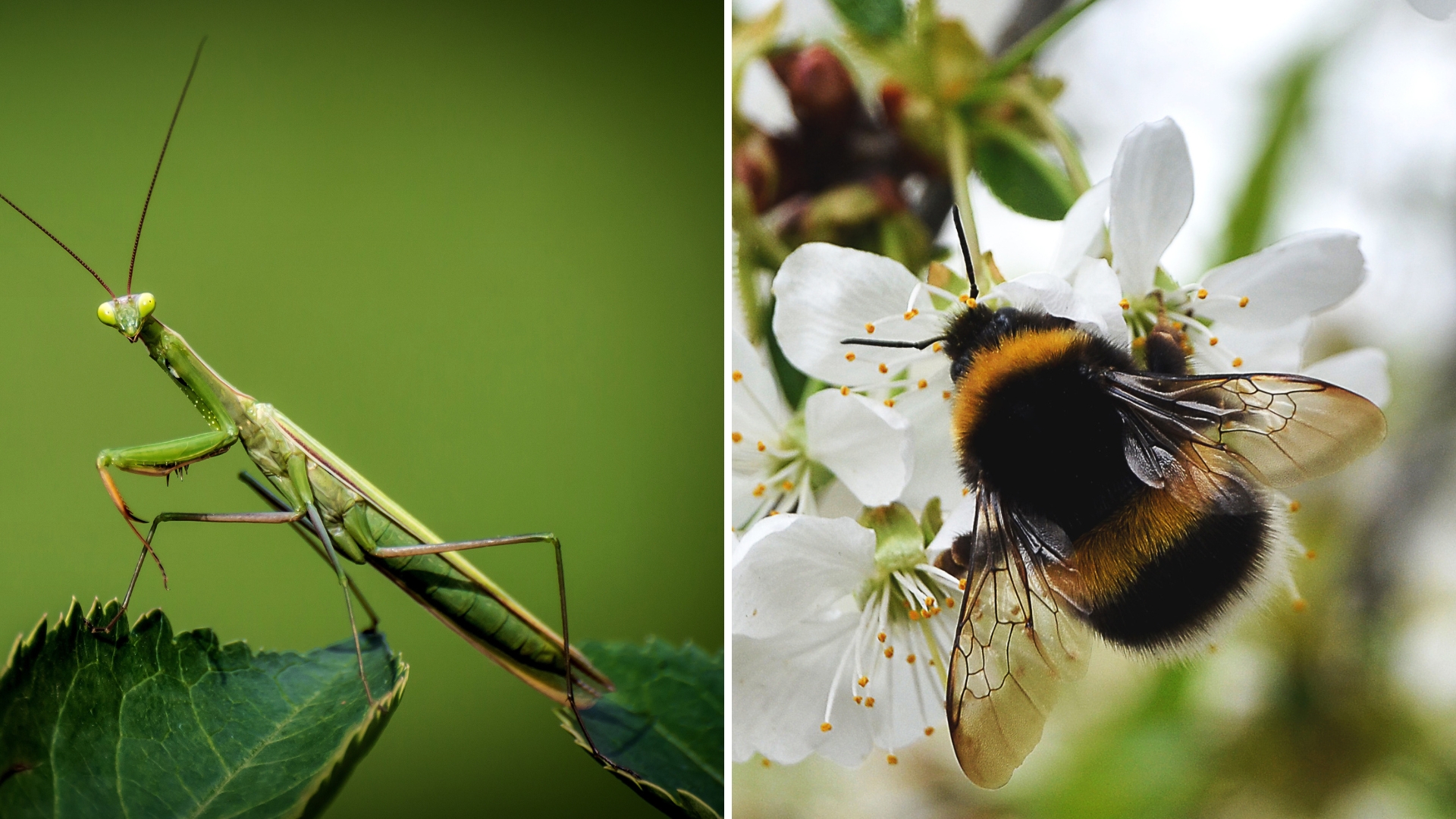 bugs you should never kill in garden