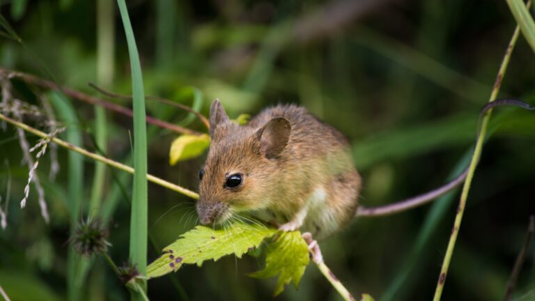 Mice in garden