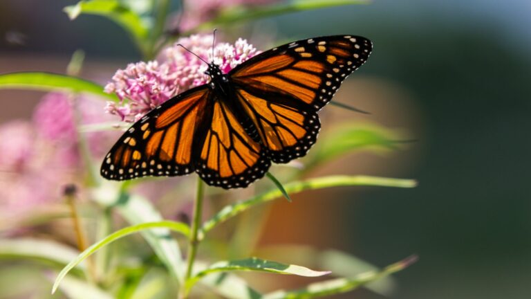 mistake gardeners make when tending to their milkweed