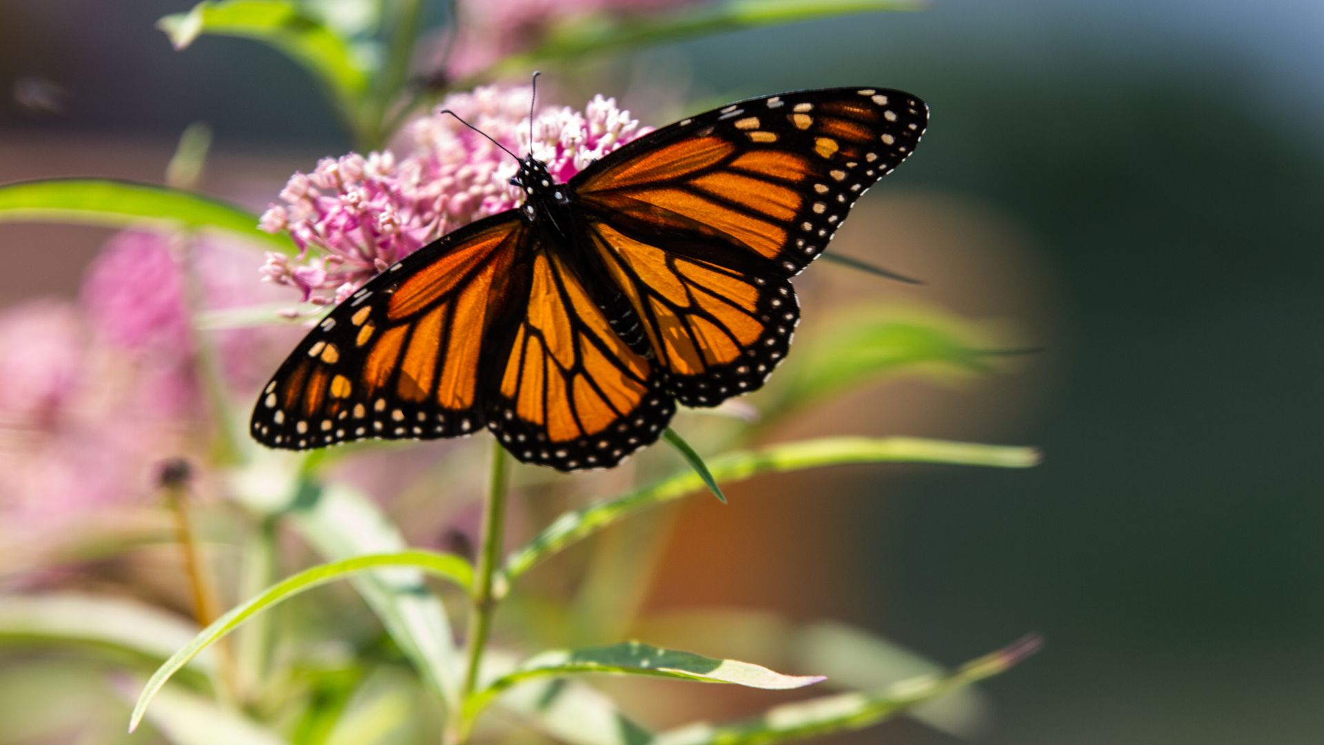 This Common Milkweed Mistake Could Be Harming Monarch Butterflies In Your Garden